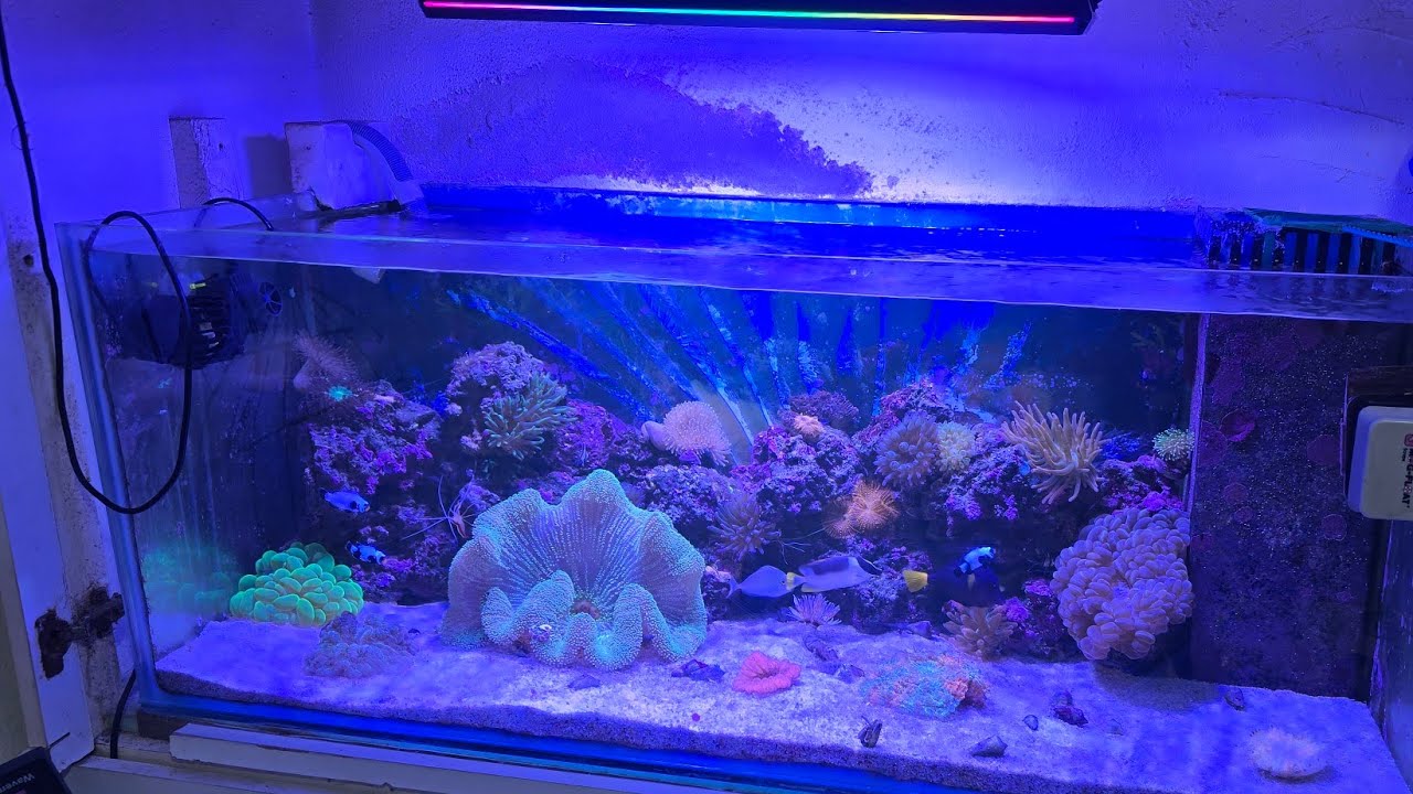 AQUAREEF PRO 5 İLK KURULUM VE MOTAJI 