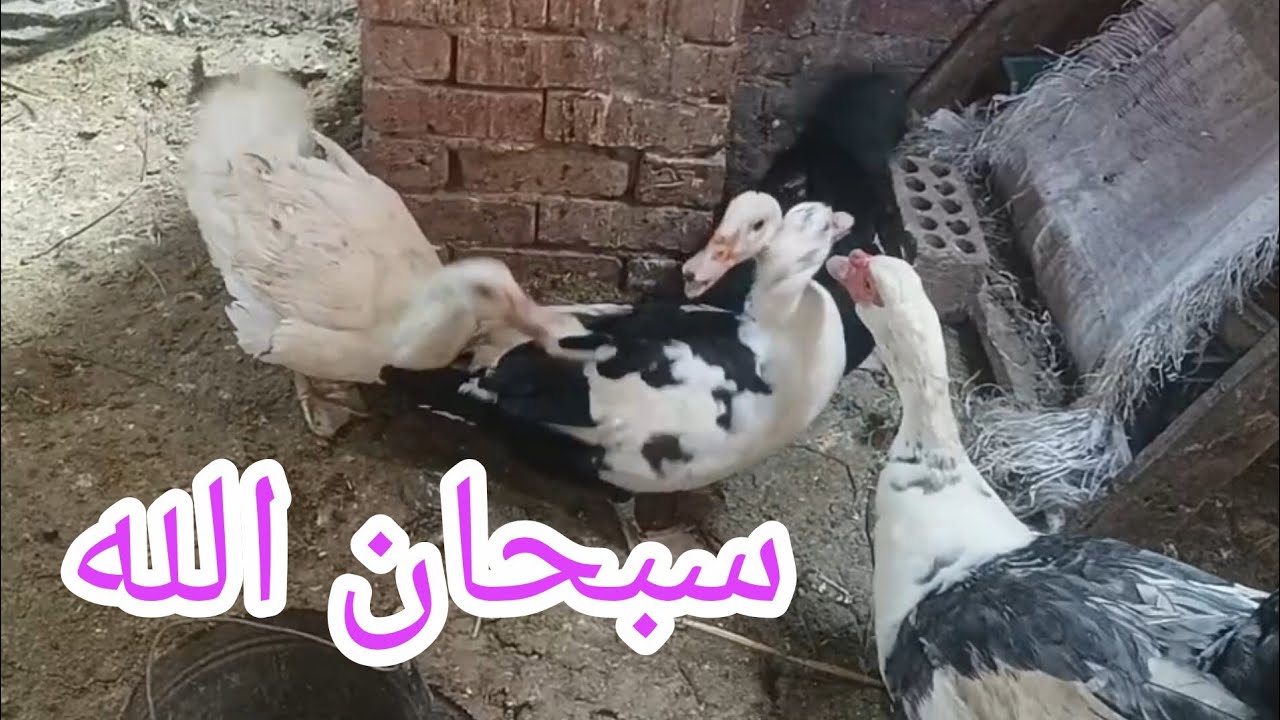 فجأتني 🙃 وخلتني غيرت كل خطتي ⁉️ مين مبسوط للي حصل ⁉️ أنا مزبهلة 🙃😅