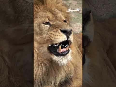 عندما يستيقظ الأسد لا يبقى شيء في مكانه