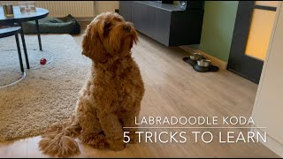 Five easy tricks to teach your puppy!  Dog Training
