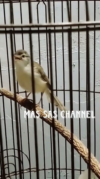 Ciwah prenjak klik klik prenjak alang alang