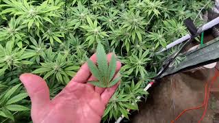 How to grow weed in tents. Video 15 season 6 GROW TENT GURU