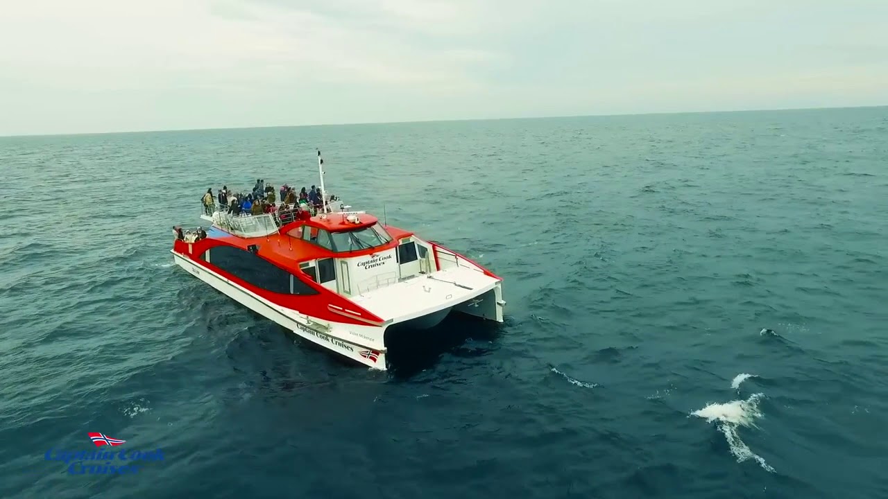 Whale Watching - Sydney