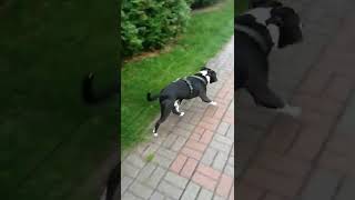 Nowy Cykl Przygod Dragona Deszczowy Spacer