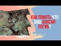 Как определить жив ли бонсай? Совет который поможет легко понять жив ли твой бонсай