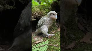 “Así sobrevive el polluelo de kakapo sin ayuda” #viral #reels #aves #birds #sabiasque