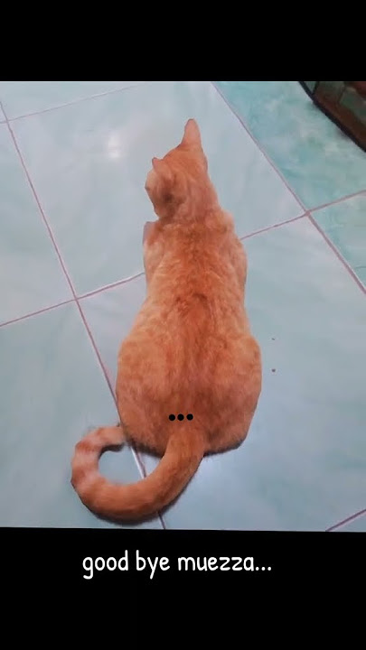 kenang kenangan terakhir di tahun 2024 lalu....#missing#cats