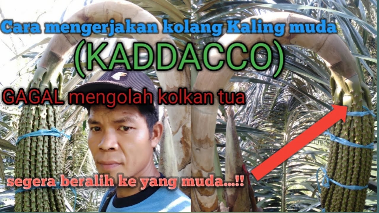 cara mengerjakan kolang Kaling muda/KADDACCO