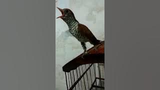 viral masteran terbaru 2022..violet cuckhoo// burung kedasih ungu .pass untuk kicau mania