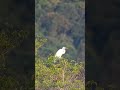 #birds #wildlife #wetland #nature
