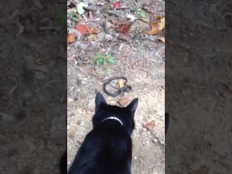 camera iphone 8 plus apk Black cat vs black baby rat snake
