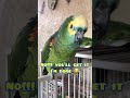 Patio Time with 2 Amazon parrots