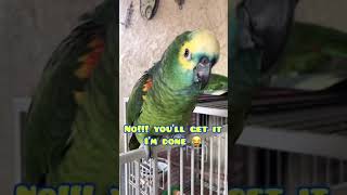 Patio Time with 2 Amazon parrots