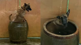 Dog Goes Skinning Dipping In Tiny Tub Of Water