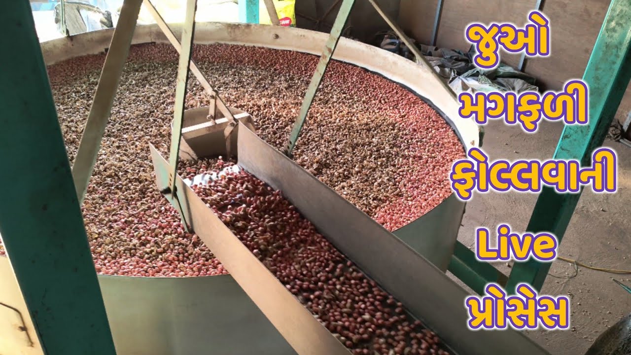 Начинается процесс раскалывания арахиса | Смотрите прямую трансляцию процесса раскалывания арахис...