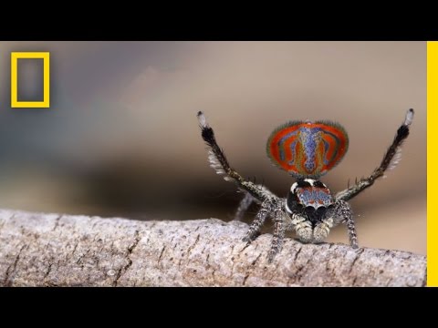 New spider species discovered: People who hate spiders confess that they  actually can't help loving these - Brainerd Dispatch