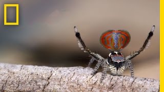 Amazing Peacock Spiders Perform a Fascinating Love Dance | National Geographic