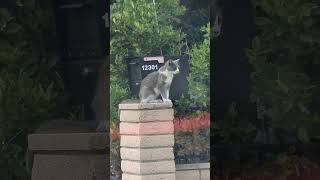 Charlies Waiting Spot