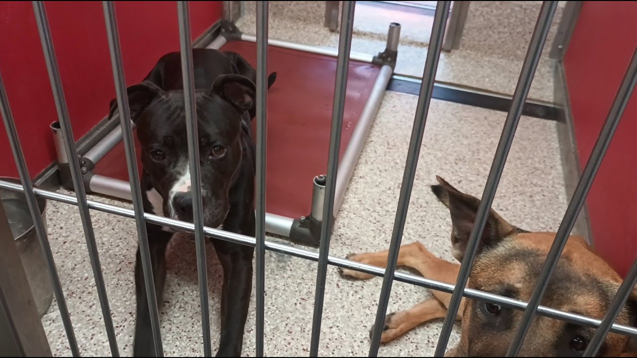 Bixby 1y A804834 Ginger 3y A798408 kennel 47 pod 2 PACC shelter need