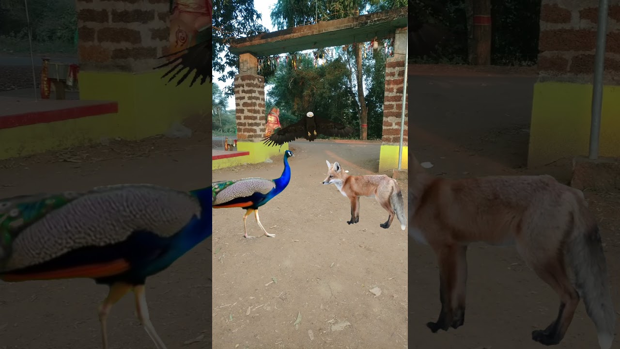 Peacock Fox vs Eagle 