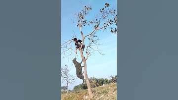 A leopard attacks a boy in the Village Forest #vfx​ #shorts​ #leopard​ #wildlife​ #videos​ #tiger​