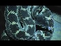 Angry Rattlesnake catch at night Santa Clarita California Hbvideos