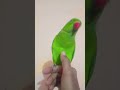 Dekho Mere parrot ke pass kya-kya hai aap Logon ke pass kya hai