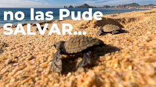 CABO SAN LUCAS no Pude Salvar a las TORTUGAS del ataque de LAS GAVIOTAS lo intentamos fue Dificil