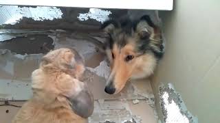 Collie Rough to the BOX! by Collie Rough, Dutch goat and rabbit 147 views 2 years ago 21 seconds