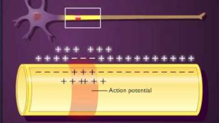 Action potential propagation in an unmyelinated axon