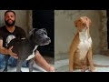 Filhote de American Bully e Pitbull