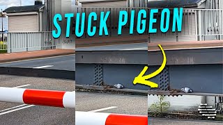 Pigeon Looked at Camera Right Before the Bridge Closed Making It Get Stuck