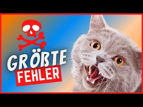 Video: Wie Sie Ihre Katze so trainieren, dass sie sie „stehen lässt“