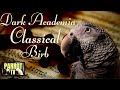 Classical Birb | Calm Rainy Day Dark Academia Music for Birds | Parrot TV for Your Bird Room📚