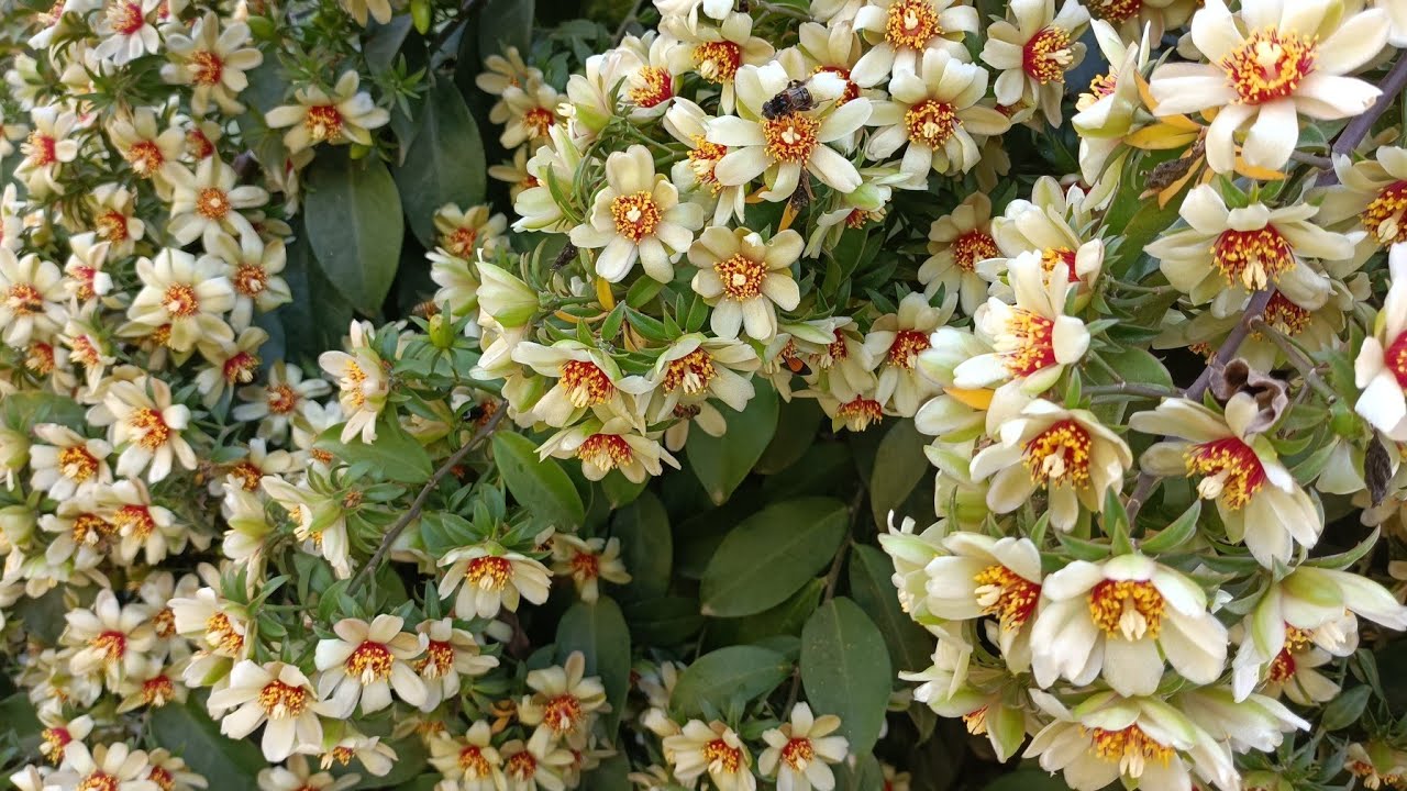 FLORAÇÃO da ORA PRÓ NOBIS.