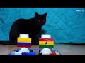 Colombia Vs Ghana - Cats World Cup 2026 Prediction
