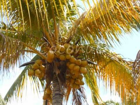 jobos fruit