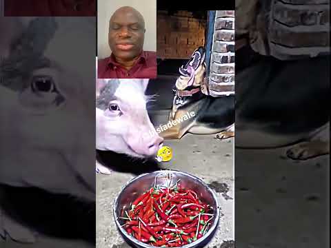 A LIFE LESSON FROM A DOG EVERYONE NEEDD TO WATCH