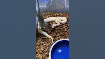 Banana Super Gravel Ball Python! 🤩🐍