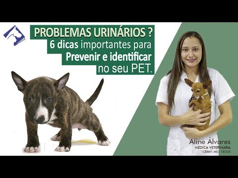 Vídeo: Micção Dolorosa E Frequente Em Cães