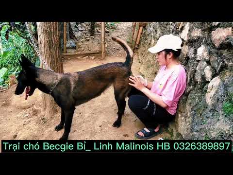 Video Mẹo đơn giản mà cực hay bắt nước phối giống chó... - youtube