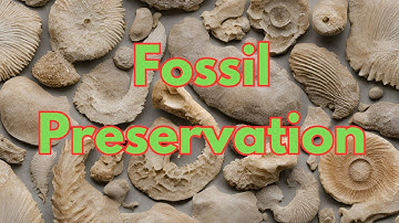 Fossil Preservation