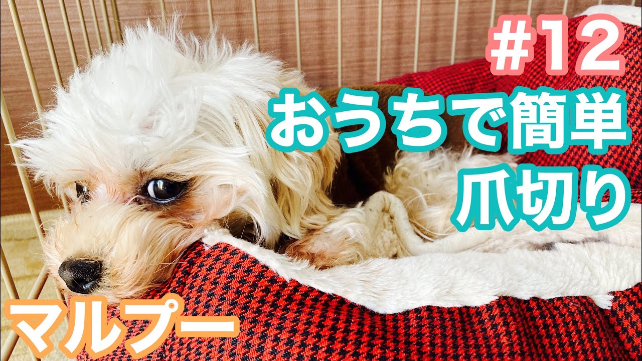 爪切り ワンコマルプー トイプードル マルチーズ 癒しのかわいいミックス犬 Youtube 爪切り ワンコマルプー トイプードル マルチーズ 癒しのかわいいミックス犬 Youtube