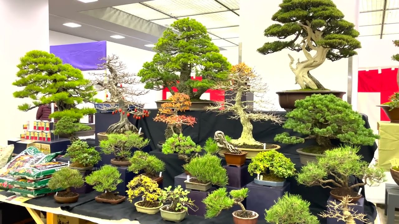 Daijuen] Bonsai Taikanten Bonsai Stall 2023 - YouTube