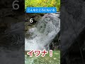 【渓流釣り】こんなところにもいるイワナ