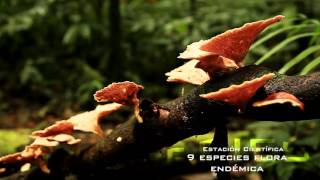 Universidad Internacional Sek - Limoncocha