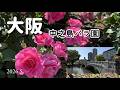 【大阪】中之島バラ園をゆったりお散歩|色とりどりのバラに癒される休日|2026.5