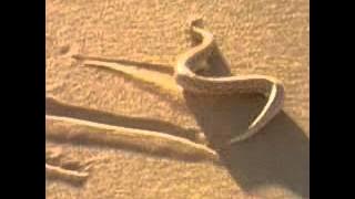 Sidewinder Snake