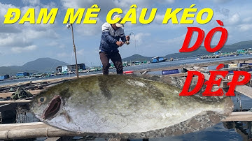 Câu Cá Biển - Câu Cá Giò - Toàn Giò Dép | ĐAM MÊ CÂU KÉO - DƯƠNG 91