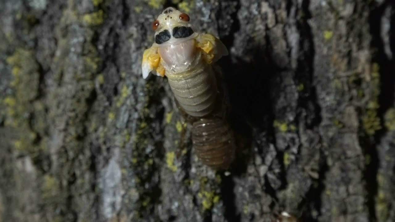 how long does it take for a cicada to molt